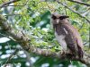 นกเค้าใหญ่พันธุ์สุมาตรา Barred Eagle Owl