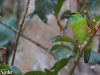 นกโพระดกหัวเหลือง  Yellow-crowned  Barbet