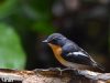 นกจับแมลงอกสีส้ม Rufous-chested Flycatcher 
