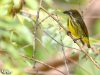 นกกาฝากอกเหลือง Yellow-breasted Flowerpecker