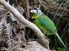 นกโพระดกหนวดแดง  Fire-tufted Barbet