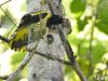 นกขมิ้นหัวดำเล็ก Dark-throated Oriole