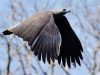 เหยี่ยวปลาใหญ่หัวเทา Grey-headed Fish Eagle  