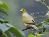 นกเปล้าหางเข็ม   Pin-tailed Pigeon