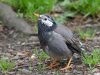 นกกิ้งโครงแก้มขาว White-cheeked Starling