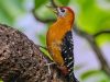 นกหัวขวานด่างท้องน้ำตาลแดง   Rufous-bellied Woodpecker