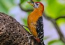 นกหัวขวานด่างท้องน้ำตาลแดง   Rufous-bellied Woodpecker