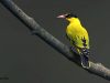 นกขมิ้นท้ายทอยดำ Black-naped Oriole