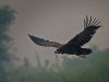 อีแร้งดำหิมาลัย Cinereous Vulture