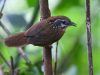 นกกินแมลงคอลาย Spot-necked Babbler