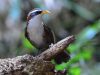 นกระวังไพรปากเหลือง  White-browed Scimitar Babbler