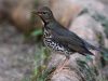 นกเดินดงพันธุ์ญี่ปุ่น	Japanese Thrush