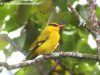 นกขมิ้นปากเรียว Slender-billed Oriole