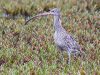 นกอีก๋อยตะโพกสีน้ำตาล  Eastern Curlew