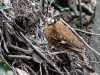 นกแต้วแล้วหูยาว   Eared Pitta