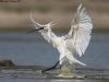 นกปากช้อนหน้าขาว Eurasian Spoonbill