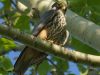 เหยี่ยวฮอบบี้ยุโรป Eurasian Hobby