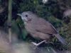 นกจาบดินสีน้ำตาลคอลาย Spot-throated Babbler