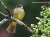 นกปรอดสีคล้ำใต้คอเหลือง Finsch’s Bulbul
