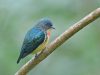 นกกาฝากอกเพลิง Fire-breasted Flowerpecker