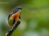 นกกาฝากอกสีเนื้อ Cambodian Flowerpecker