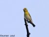 นกติ๊ดหน้าแดง   Fire-capped Tit