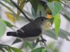 นกกาฝากสีเรียบ Plain Flowerpecker