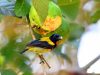 นกกาฝากอกแดง Scarlet-breasted Flowerpecker