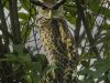 นกเค้าใหญ่พันธุ์เนปาล Spot-bellied Eagle Owl