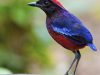นกแต้วแล้วแดงมลายู   Garnet Pitta