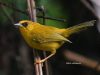 นกกินแมลงหัวสีทอง Golden Babbler