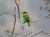 นกโพระดกคางเหลือง  Golden-throated  Barbet
