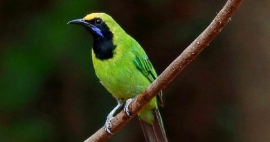 นกเขียวก้านตองหน้าผากสีทอง Golden-fronted Leafbird