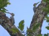 นกหัวขวานใหญ่สีเทา   Great Slaty Woodpecker