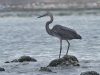 นกกระสาใหญ่   Great-billed Heron