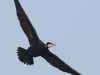 นกกาน้ำใหญ่ Great Cormorant