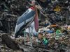นกตะกราม   Greater Adjutant