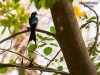 นกแซงแซวหางบ่วงใหญ่ Greater Racquet-tailed Drongo