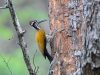 นกหัวขวานสี่นิ้วหลังทอง   Greater Flameback