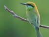 นกจาบคาเล็ก Green Bee-eater