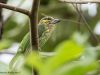 นกโพระดกหูเขียว  Green-eared  Barbet