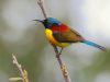 นกกินปลีหางยาวเขียว Green-tailed Sunbird