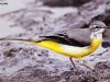 นกเด้าลมหลังเทา Grey Wagtail