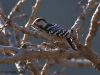 นกหัวขวานด่างแคระ   Grey-capped Woodpecker