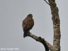 เหยี่ยวหน้าเทา  Grey-faced Buzzard