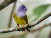 นกจับแมลงหัวเทา Grey-headed Canary-flycatcher