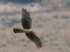 เหยี่ยวทุ่งแถบเหนือ Hen Harrier