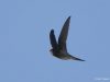 นกแอ่นฟ้าตะโพกสีเทา  Grey-rumped Treeswift
