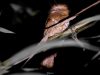 นกปากกบลายดำ Hodgson’s Frogmouth