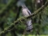นกคัคคูเหยี่ยวอกแดง   Hodgson’s Hawk Cuckoo